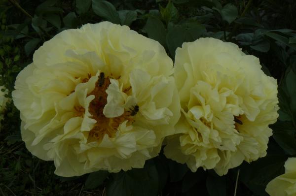 Pfingstrose Lemon Chiffon Paeonia Hybride